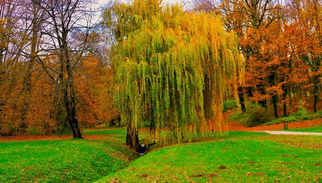 Weeping Weeping willow with golden autumn branches in warm colors in the quite park with a wooden bench,scenic autumn peaceful background utumn la