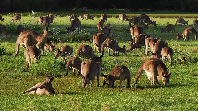 AUSTRALIA - 9.15.2026 - A mob of Eastern Grey Kangaroos feeds on grass together, while one rests.