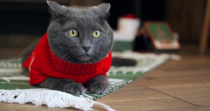 Domestic feline wearing red knitted turtleneck lies quietly indoors. Uncomfortable dressed pet gazes with skeptical yellow eyes then abruptly turns head around, showing winter holiday mood.