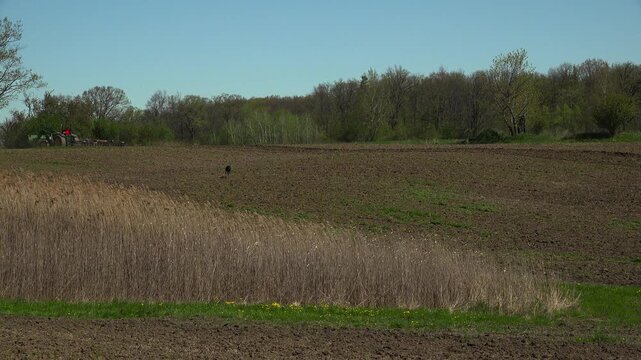 A distant wide shot shows a black dog leaving a green tractor plowing a field and running across the plowed soil toward the camera on a bright spring day.
