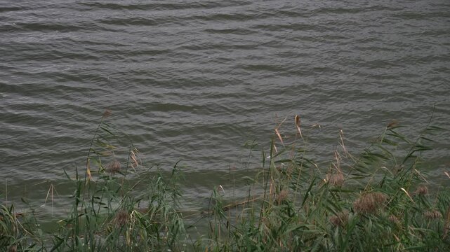 A peaceful view of dark water moving slowly past tall aquatic plants growing on the shoreline during a quiet and overcast autumn afternoon
