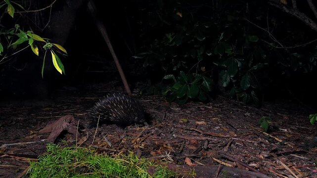 AUSTRALIA - 9.15.2026 - A short-beaked echidna forages for food at night.