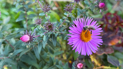 Honey bee collecting nectar on vibrant purple aster flower in the garden © Ferdo