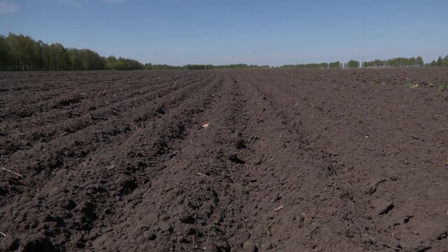 Empty plowed field next to uncultivated field. Plowed field in spring with blue sky. The background features a rural scene with green trees under a clear blue sky
