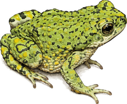 frog isolated on white, Bufotes viridis illustration art