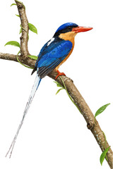 Obraz premium Tanysiptera sylvia illustration art