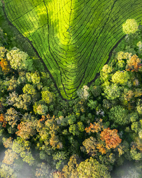Aerial view of Wonosari Agro Tourism featuring vibrant green terraced tea plantations contrasting with dense forest foliage in Kecamatan Singosari, Jawa Timur, Indonesia.