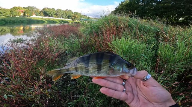 Angler holding caught European perch (Perca fluviatilis) by the river. Freshwater sport fishing, catch and release concept in summer nature.