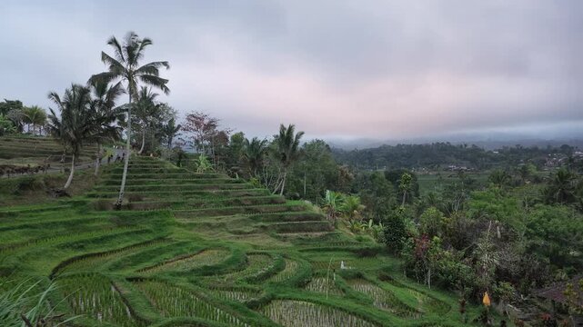 Aerial view of traditional green Jatiluwih rice terraces with palms in Bali, Indonesia