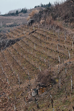Bare vineyard rows climbing dry hillside with winter pruned vines, terraced rural slope, sparse grass, leafless shrubs, muted earthy tones, distant ridge, agricultural landscape