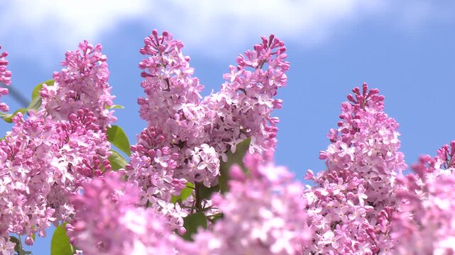 Lilac branch with green leaves close-up in the park. blossom of purple lilac in spring. aromatic vegetation. syringa plant plant closeup nature background.
