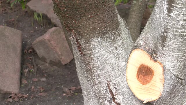 Close Up Of A Freshly Cut Tree Trunks Cross Section Showing Natural Wood Grain. Parts of the cherry tree trunk