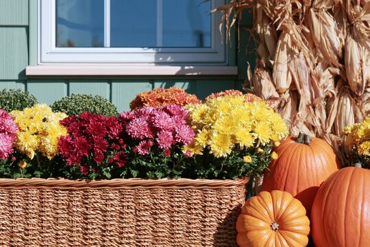 Window box with colorful chrysanthemums and pumpkins, a textured autumn harvest display for home decor and seasonal decorating