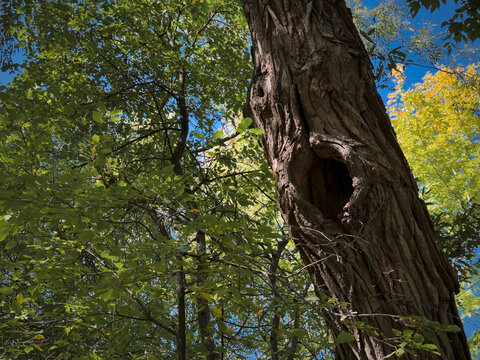 Un trou dans l'&eacute;corce d'un arbre printemps. Gros plan.