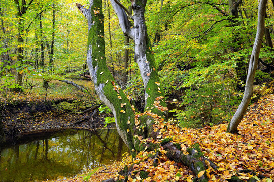 Urw&uuml;chsiger herbstlicher Buchenwald mit Baumzwillingen, an der Heve im Naturpark Arnsberger Wald, moosgr&uuml;ne  Baumst&auml;mme, im Hevetal, verf&auml;rbtes Herbstlaub auf dem Boden. 