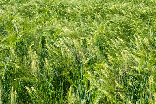 Horizontal close-up of a dense green barley field with ears and long awns, creating a natural texture. Great for botanical patterns, agricultural backgrounds, and eco-friendly design.