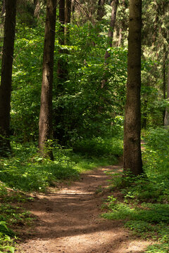 Vertical view of a dirt hiking trail surrounded by tall pine trees and lush green undergrowth in a forest. Great for hiking blogs, wellness retreats, and forest bathing wall art.