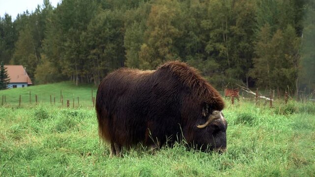 Musk Oxen Grazing in a Pasture in Palmer, Alaska