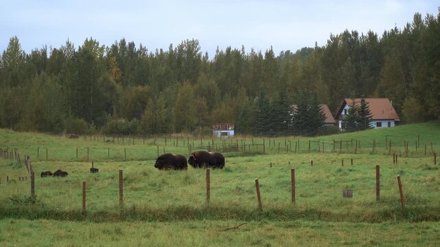 Musk Oxen Grazing in a Pasture in Palmer, Alaska