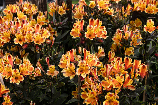 alstroemeria flowers in the garden. orange, tropical flower, exotic flower, delicate petals