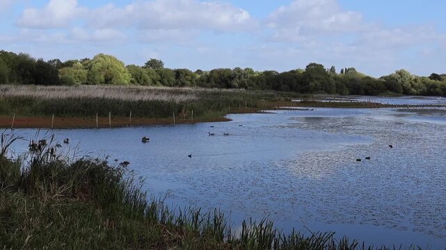 the daily life of waterfowl at Attenborough Nature Reserve, Nottingham, UK. Gees, ducks, swans on the lake. 