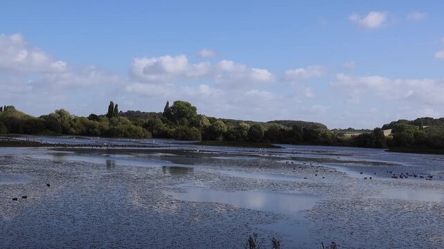 the daily life of waterfowl at Attenborough Nature Reserve, Nottingham, UK. Gees, ducks, swans on the lake. 