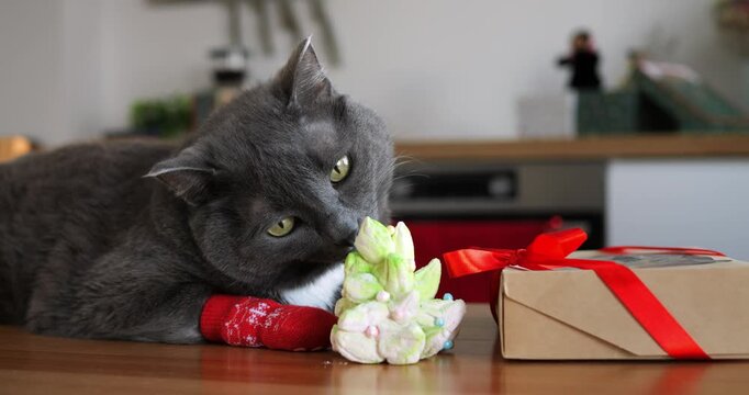 Short haired cat lies beside Christmas cookie and decorative gift parcel. Bored domestic animal wearing sock observes modern kitchen setting with mild curiosity. sheremetyevo international airport