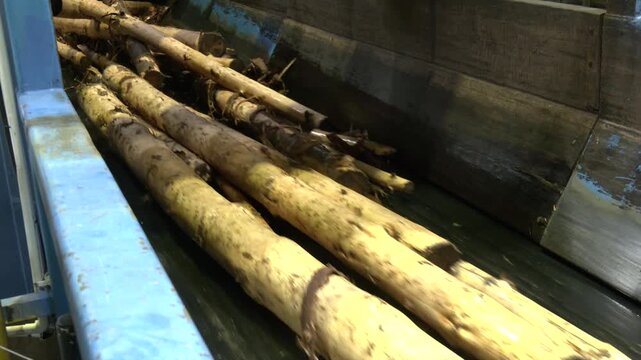 Wood logs being transported on a heavy-duty industrial conveyor inside a timber or pulp processing facility. The machinery moves raw wood for further processing. Waste paper recycling plant