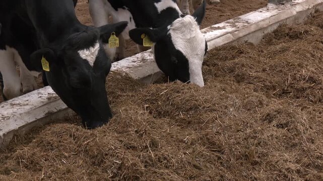 Dairy cows feeding in barn with metal fencing. Cows on a farm and herd of cows eating hay in cowshed on dairy farm. Row of cows eating hay in cowshed on dairy farm
