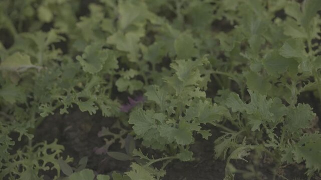 Fresh green leafy herb plants growing naturally in an organic vegetable garden. Close-up view of healthy green foliage with a soft natural background and shallow depth of field. Suitable for agricultu