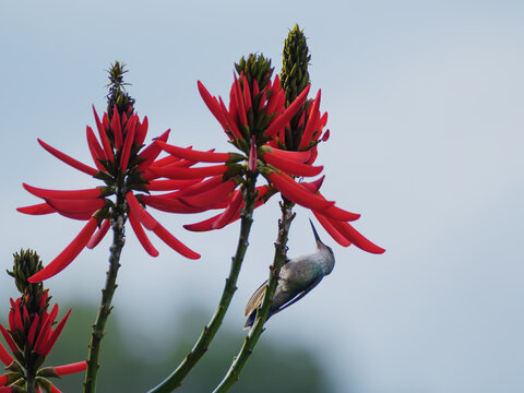 Beija-flor de cor verde azulada se alimenta em flor de cor vermelha.
