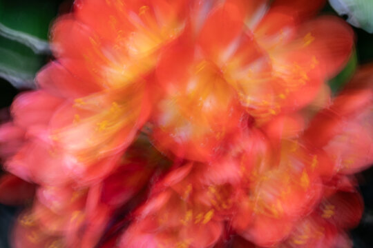 Dreamy and ethereal effect of orange colour flower