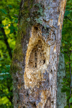 Detailed Woodpecker Damage on Mossy Tree Trunk in Forest. Close-up of Decaying Tree Bark with Large Hollow Cavity. Rotting Tree Trunk with Woodpecker Feeding Holes