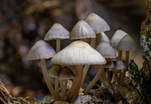 Cluster of Clustered Bonnet mushrooms (Mycena inclinata) growing on a mossy oak stump in an autumn forest