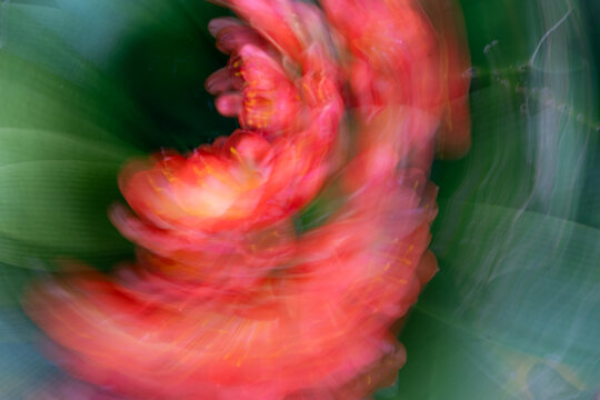 Dreamy and ethereal effect of orange colour flower by intentional camera movement and rotation.