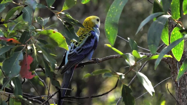 AUSTRALIA - 9.15.2026 - A Pale-headed Rosella rests on a tree branch.