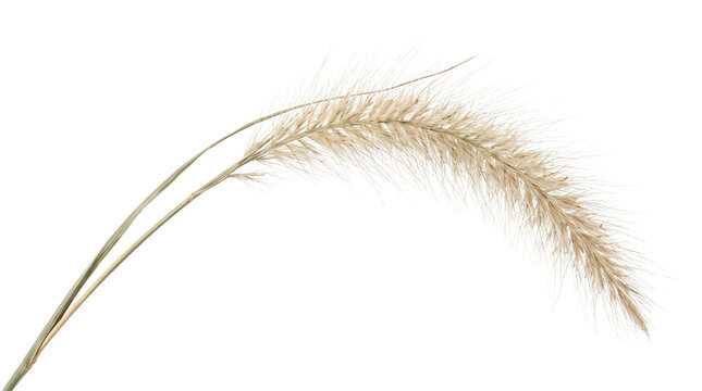 Wild foxtail grass with feathery beige texture and long stems isolated for botanical art.