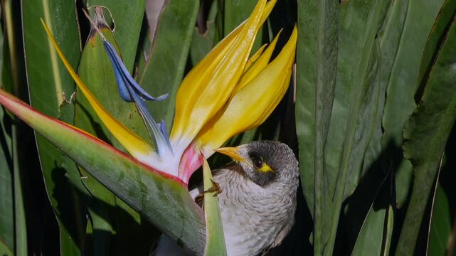 AUSTRALIA - 9.15.2026 - Slow motion close-up of a noisy miner sipping from a bird of paradise plant.