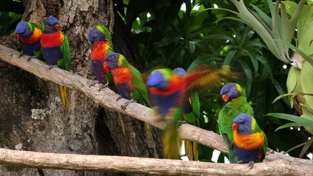AUSTRALIA - 9.15.2026 - A flock of rainbow lorikeets rests on a tree branch.