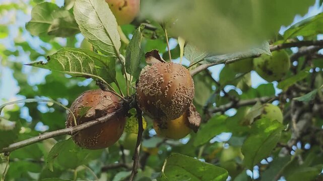 Decayed apples hanging from a tree branch among lively green foliage. Ails of the fruit tree, fungal issues evident. A ruined, unproductive fruit yield in a backyard orchard