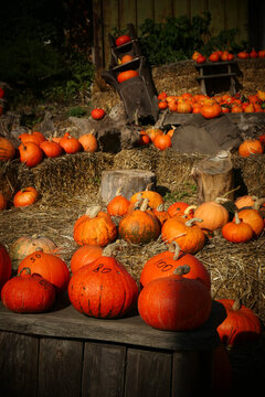 Pumpkin patch market with pumpkins of various sizes at autumn harvest