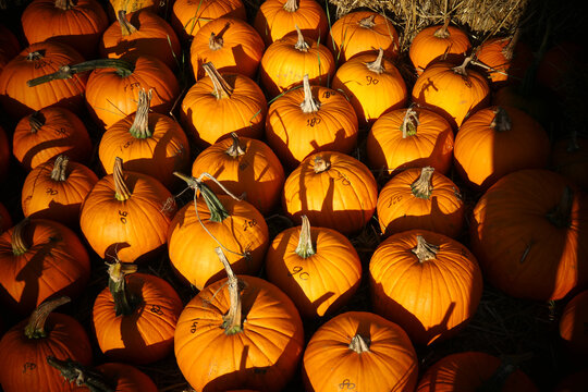 Pumpkin patch market with pumpkins of various sizes at autumn harvest