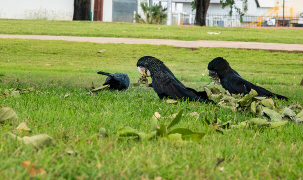 female Red-tailed Black Cockatoo foraging on grassy area with distinct yellow or orange-yellow spots and barring on the head and neck.