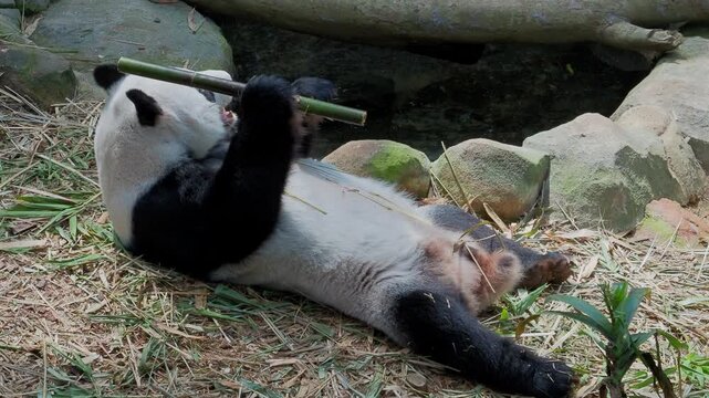 A giant panda (Ailuropoda melanoleuca) lies on its back while holding and eating a bamboo