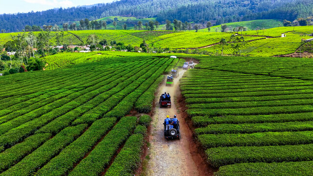 Aerial view of Kebun Teh Warnasari with off-road vehicles driving along a dirt path through lush green tea plantations in Pangalengan, West Java, Indonesia.