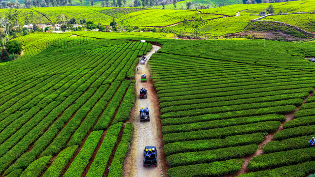 Aerial view of Kebun Teh Warnasari tea plantation with off-road vehicles driving along a dirt path through lush green rolling hills in Pangalengan, West Java, Indonesia.