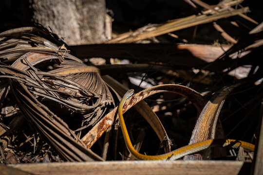 Yellow morph version of green tree snake or Dendrelaphis punctulatus on dead vegetation on ground