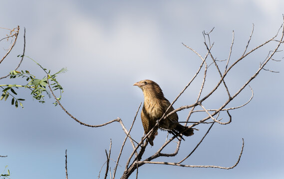 pheasant coucal or Centropus phasianinus perched in tree