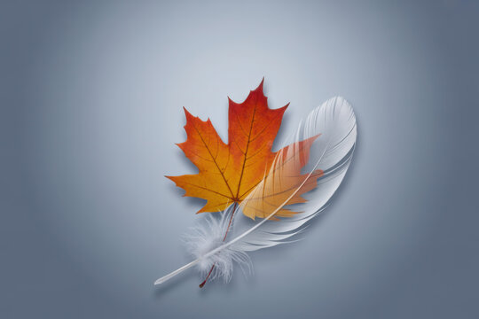Autumn maple leaf with white feather on subtle gradient background, fall concept