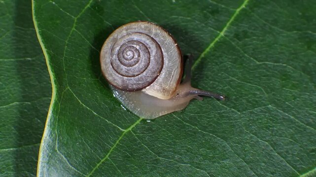 AUSTRALIA - 9.15.2026 - Close-up of a small snail moving up a leaf.